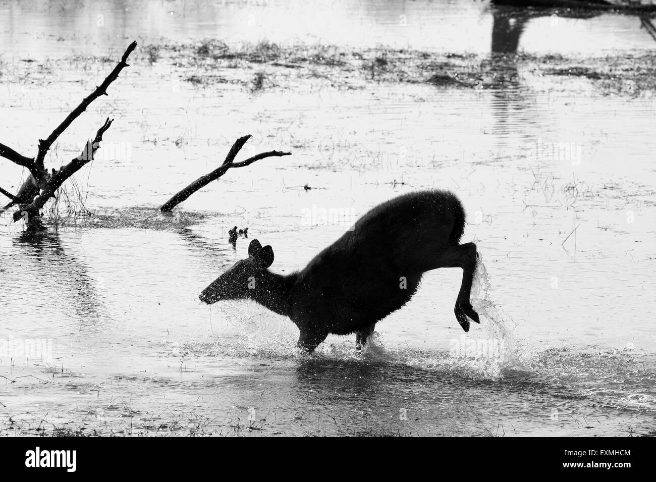 Sambar Deer Cervus unicolor saltando nel lago ; Ranthambore Riserva della Tigre Parco nazionale ; Rajasthan ; India Foto Stock