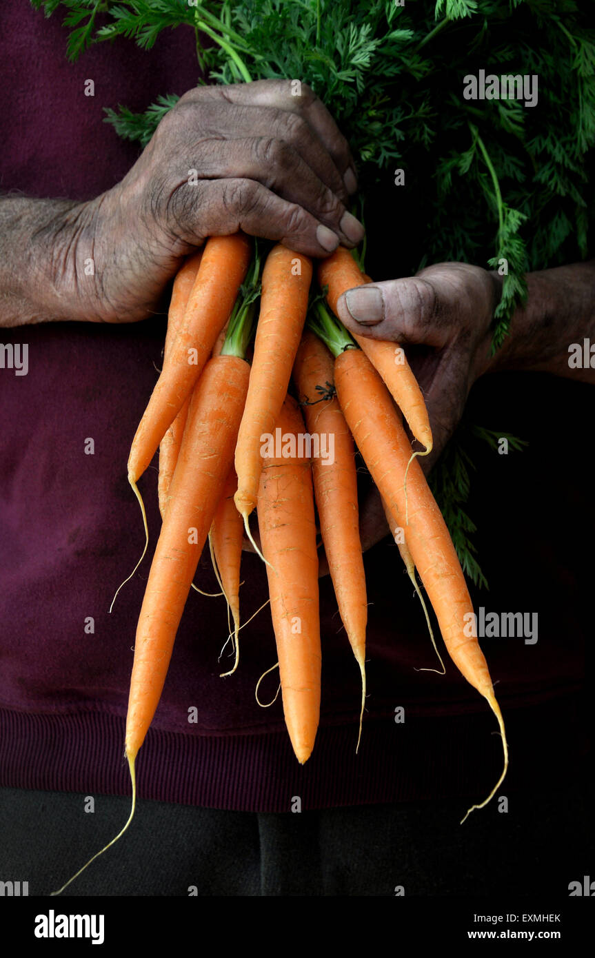 Un coltivatore o giardiniere tenendo un mazzetto di carote Foto Stock