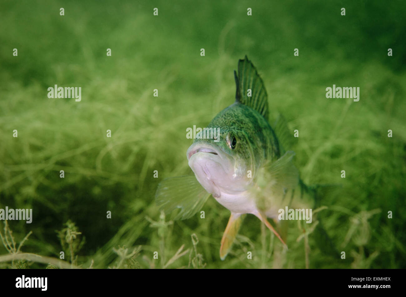 Giallo pesce persico (Perca flavescens) sott'acqua. Foto Stock