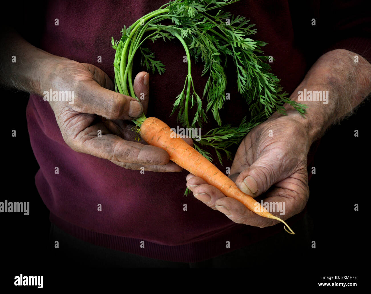 Un coltivatore o giardiniere cullano una carota Foto Stock