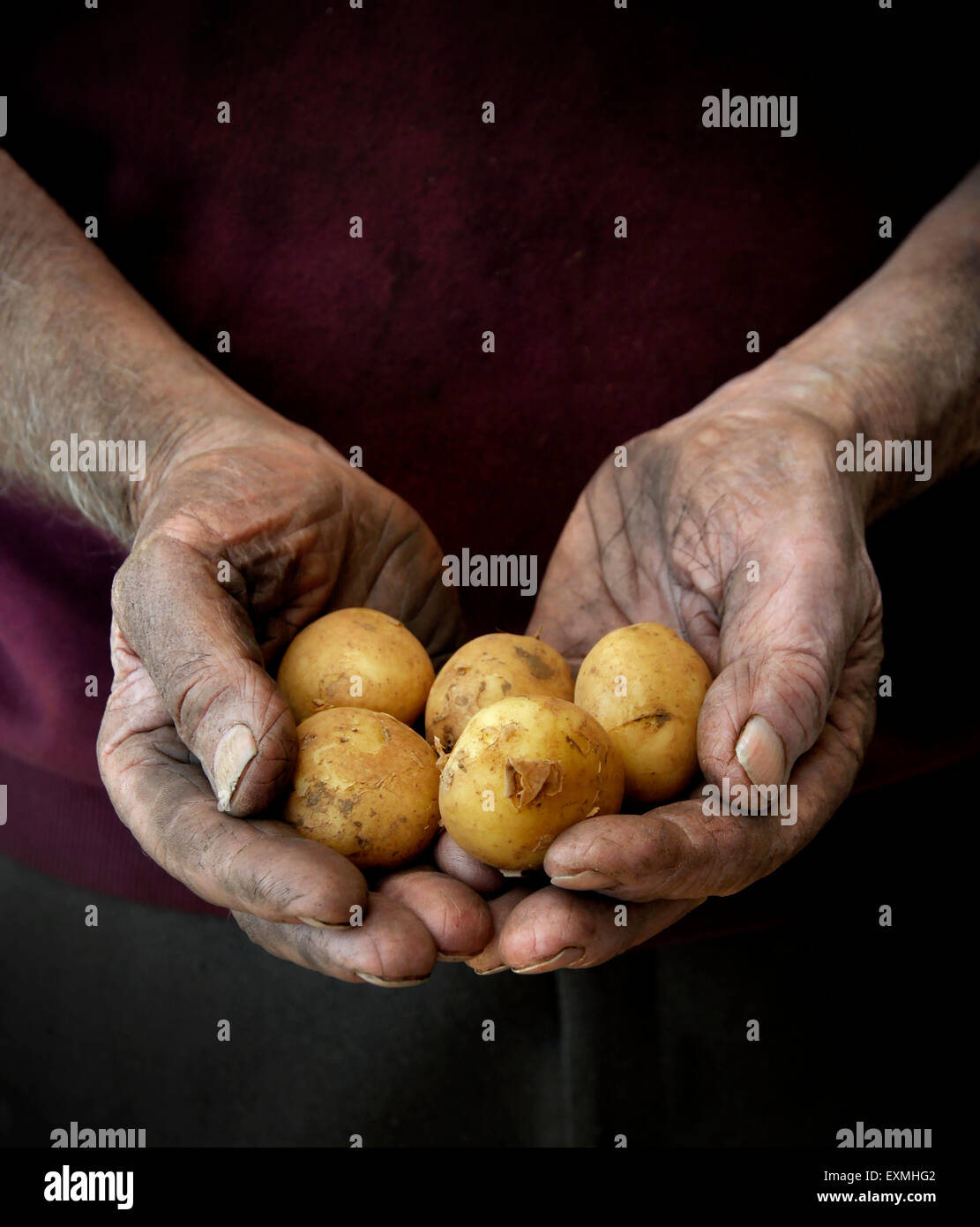 Un coltivatore o giardiniere cullano un mucchio di patate primaticce Foto Stock