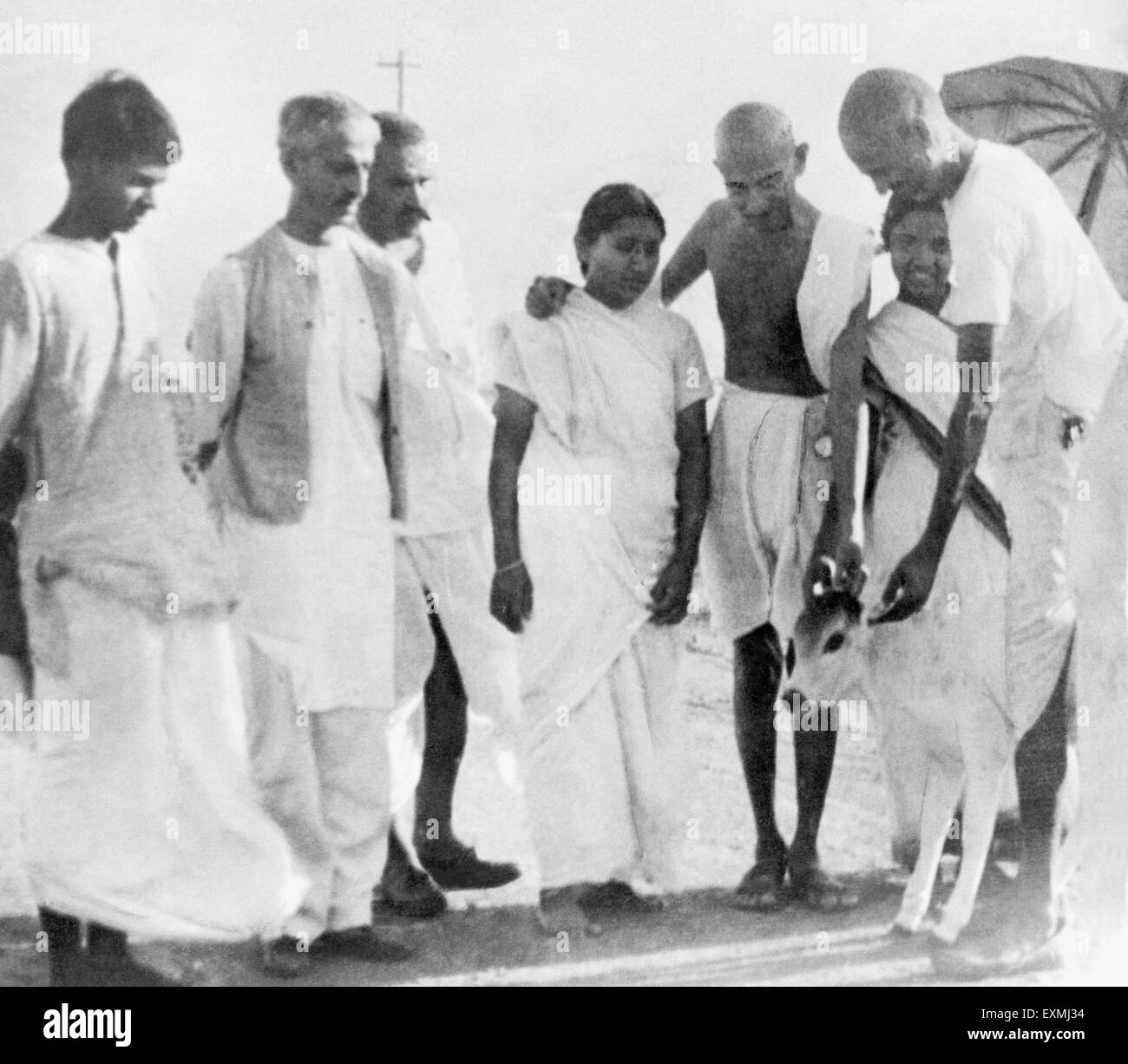 Balwant Singh ; il Mahatma Gandhi ; Durga Mehta (c) e altri saluto un vitello neonato al Sevagram Ashram ; c1938 n. MR Foto Stock