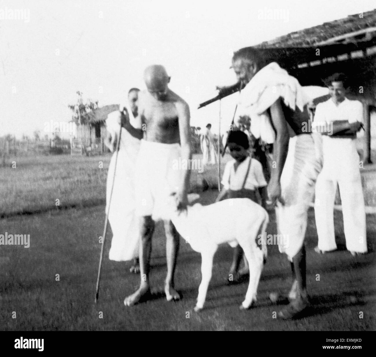 Il Mahatma Gandhi coccole a quattro ore di vitello vecchia a Sevagram Ashram ; 1940 ; altri ashramites ; Kahandas ; Balwant Singh n. MR Foto Stock