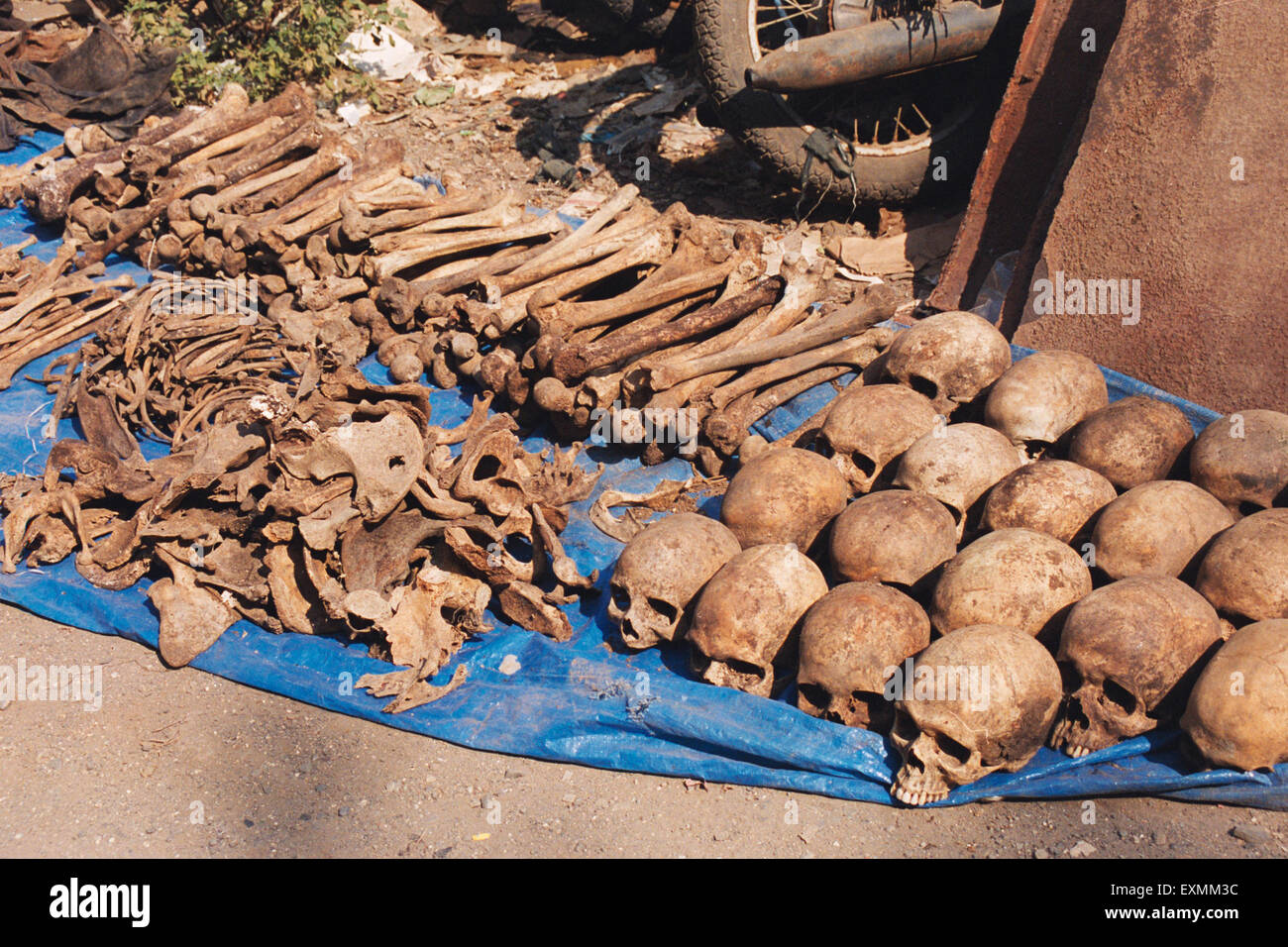 Ossa umane, teschi umani, sequestrati dalla polizia, bombay, mumbai, maharashtra, India, Asia Foto Stock