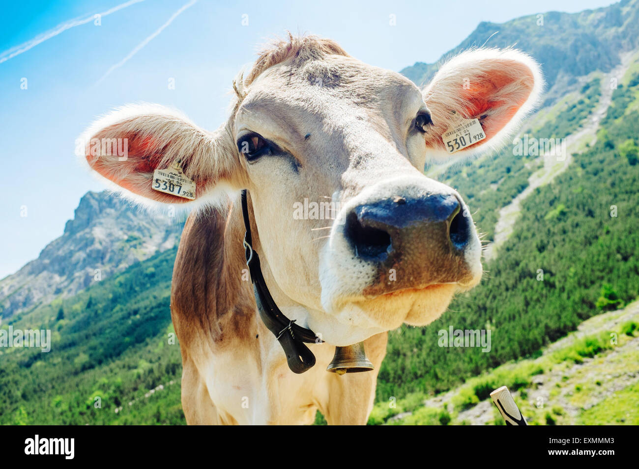 Una mucca in Tannheimer Tal, Austria Foto Stock