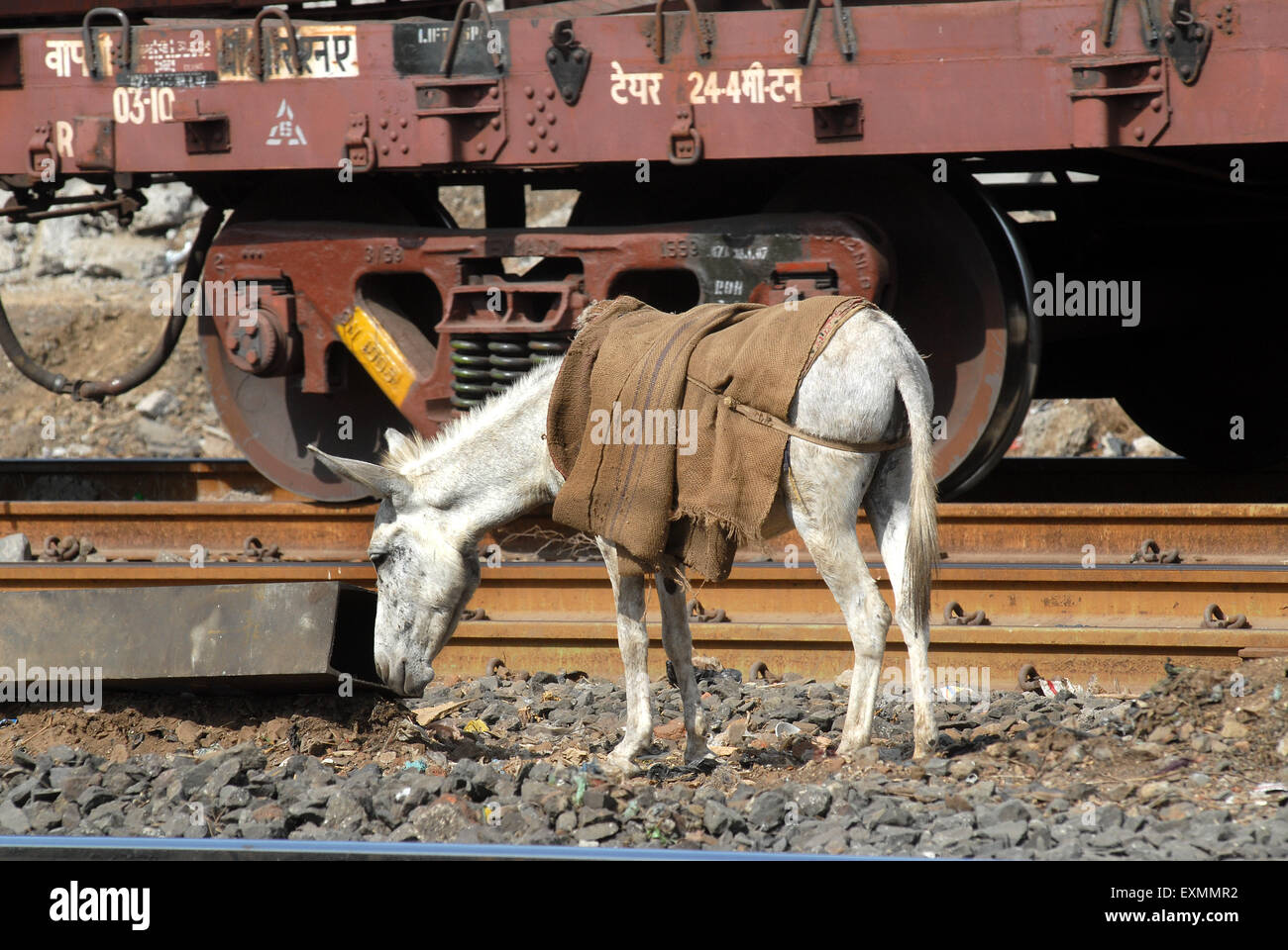 Asino ; binario ferroviario di Sewri ; Bombay ; Mumbai ; Maharashtra ; India ; Asia ; Asia ; indiano Foto Stock