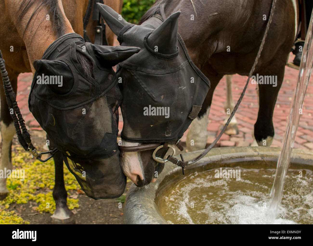 Questa è una foto di due cavalli a una fontana dopo una lunga passeggiata attraverso un parco. Foto Stock