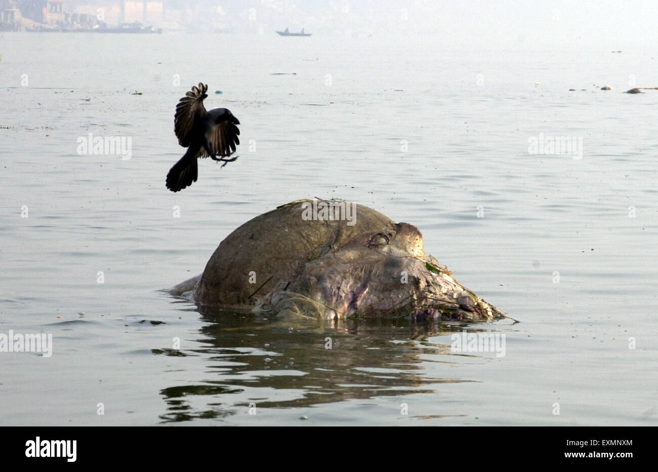 Corvo che mangia la carcassa di vacca che galleggia il fiume ganga gange, Banaras, Benaras, Varanasi, Uttar Pradesh, India, Asia Foto Stock