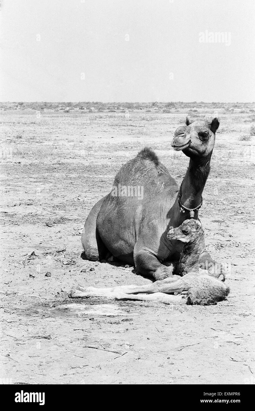 Cammello e vitello, Gran Ragno di Kutch, palude di sale, deserto di Thar, kutch, Gujarat, India, Asia Foto Stock