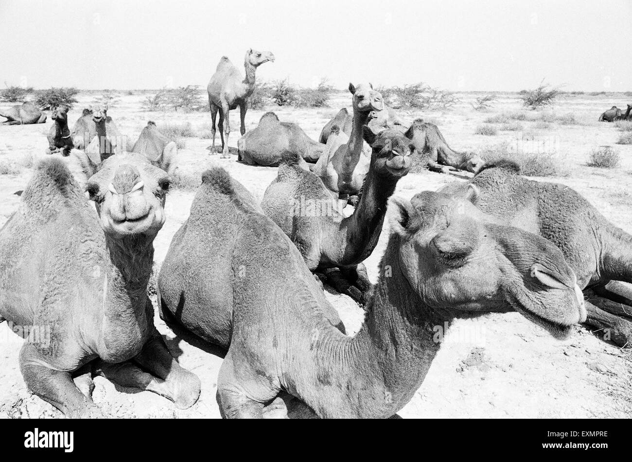 Mandria di cammelli, Grande Ragno di kutch, palude di sale, deserto di Thar, kutch, Gujarat, India, Asia Foto Stock
