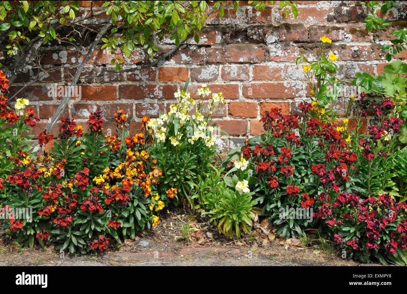 Wallflowers Foto Stock