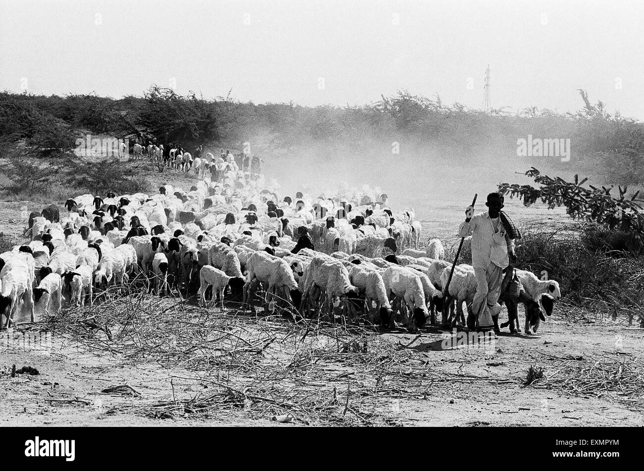 pastore, pastore, mandria di pecore, gregge di pecore, kutch, Gujarat, India, Asia Foto Stock