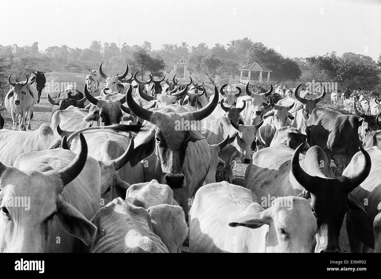 Mandria di bovini, Tunda Vanda, Kutch, Gujarat, India, Asia Foto Stock