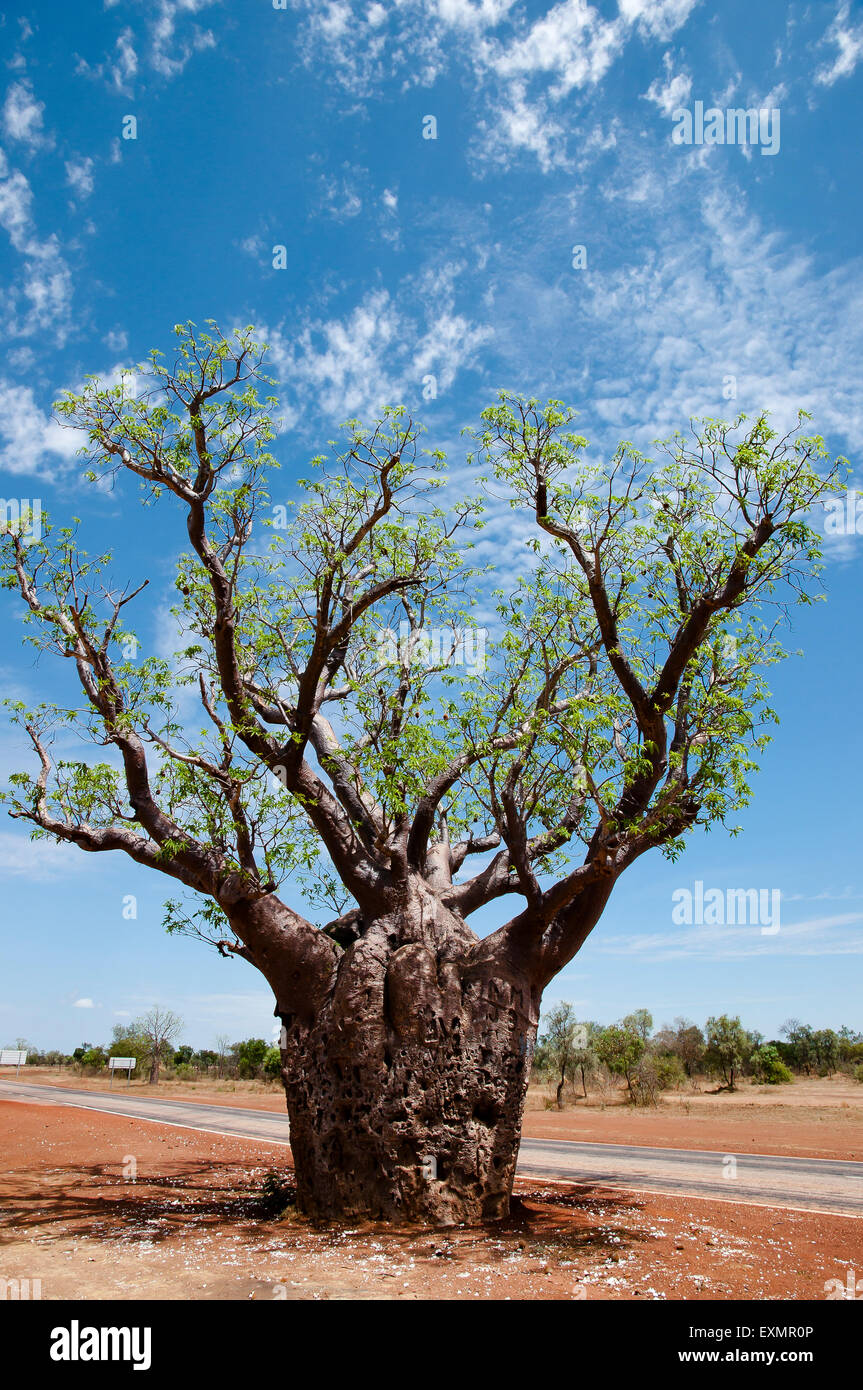 Boab Tree - Kimberley - Australia Foto Stock