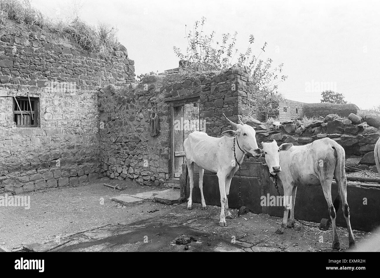 Due mucche in scoperchiata casa di villaggio in villaggio Munagli Bijapur in Karnataka India Foto Stock