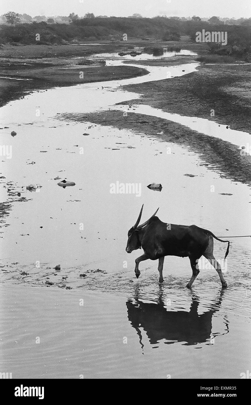 Bullock che attraversa il fiume ; villaggio di Munoli ; Mangoli ; Managuli ; Managoli ; Distretto di Bijapur ; Karnataka ; India ; Asia ; vecchia immagine del 1900 Foto Stock