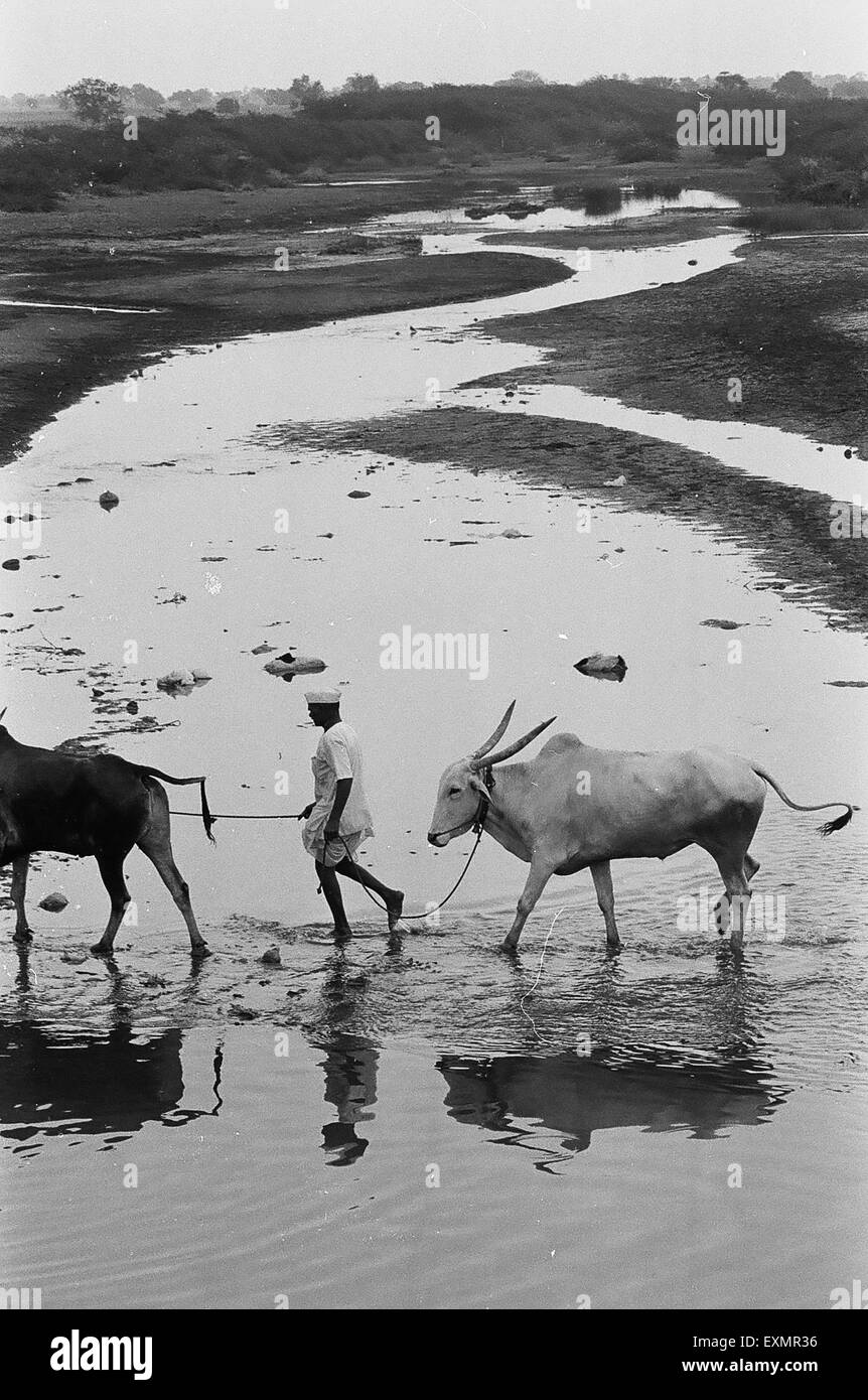 L'uomo Varcando il fiume con il bestiame ; Munagoli village ; Bijapur district ; Karnataka ; India Foto Stock