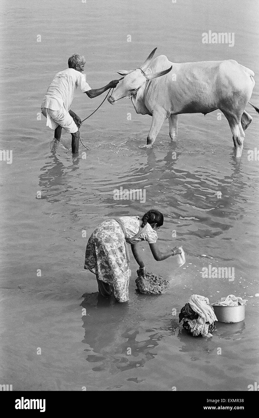 Donna abiti di lavaggio uomo bagnando il suo bestiame nel fiume ; Munagoli village ; Bijapur district ; Karnataka ; India Foto Stock