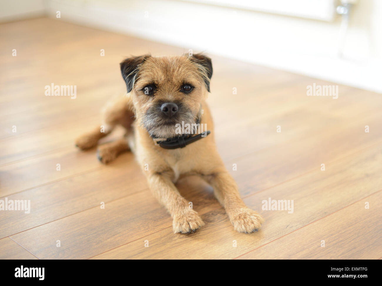 Border terrier cane, cucciolo, carino, pet, terrier. Foto Stock