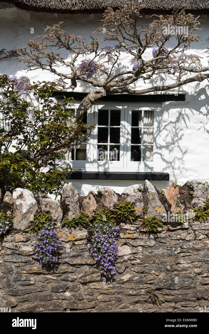 Oriente Ogwell, Devon, Inghilterra. Cottage finestra con il glicine e fiori sul muro di pietra. Foto Stock