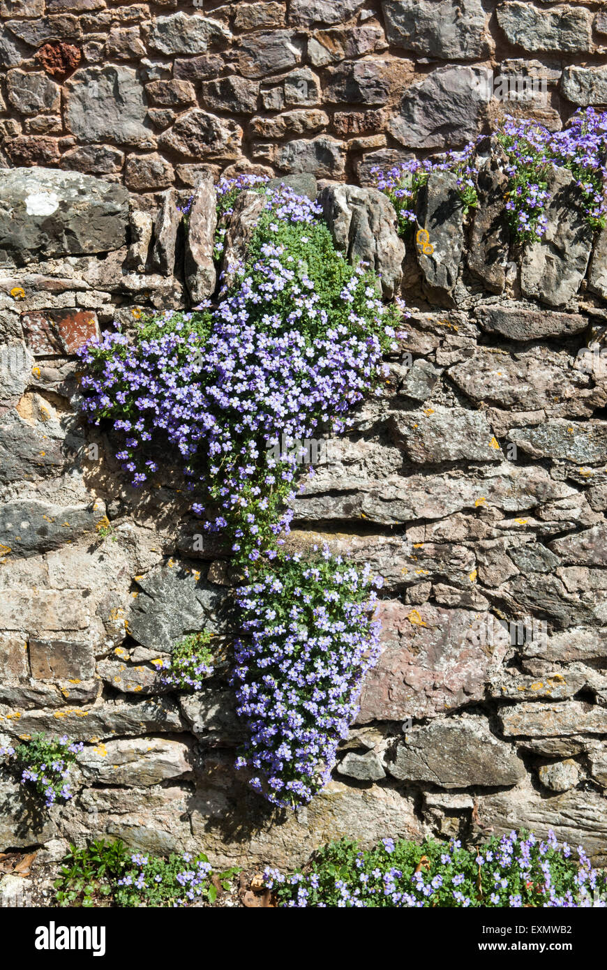 Oriente Ogwell, Devon, Inghilterra. Fiori sul muro di pietra sagomata come le Americhe. Foto Stock