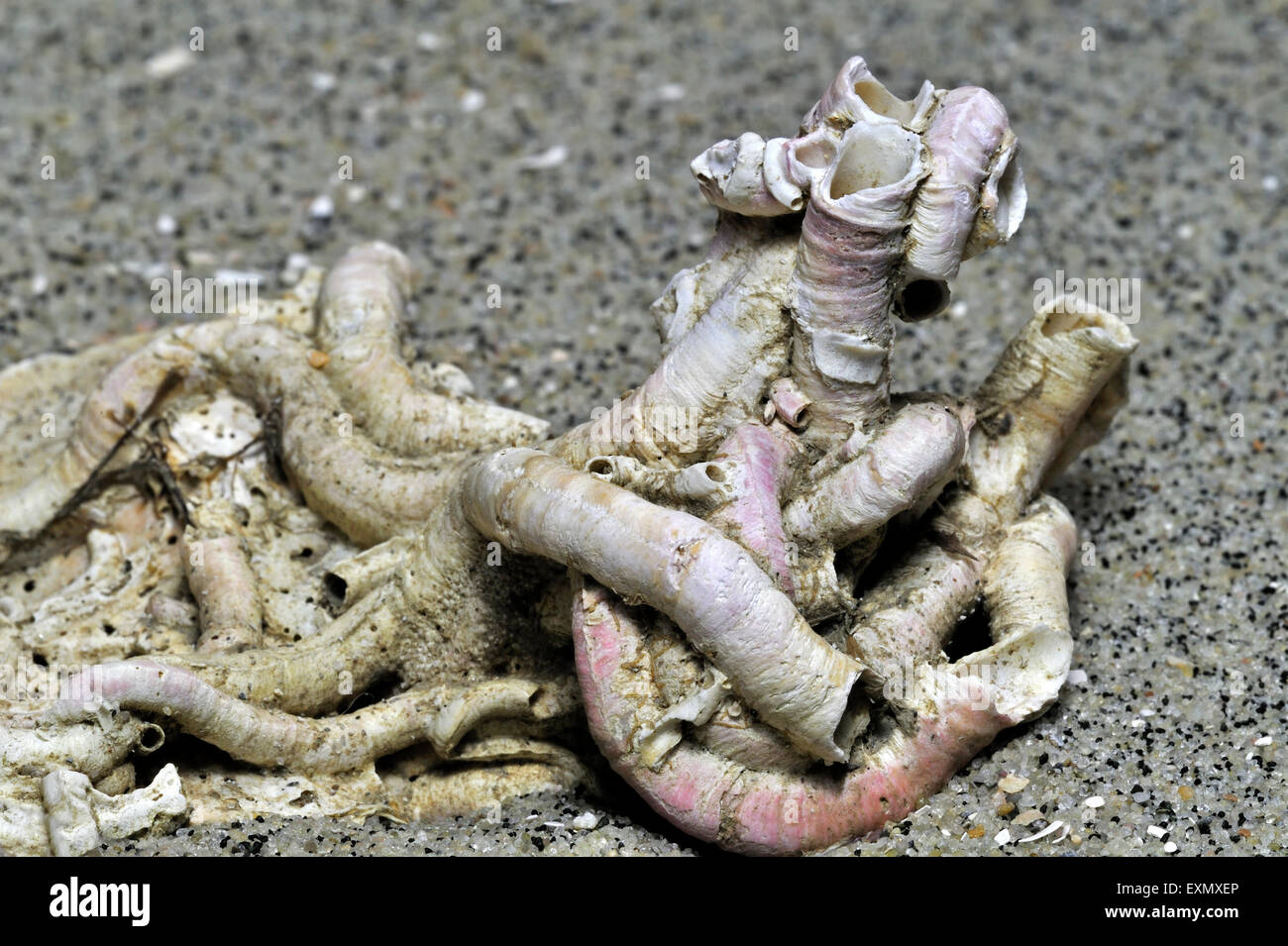 Tubi di carbonato di calcio da un worm serpulid su seashell lavato sulla spiaggia Foto Stock