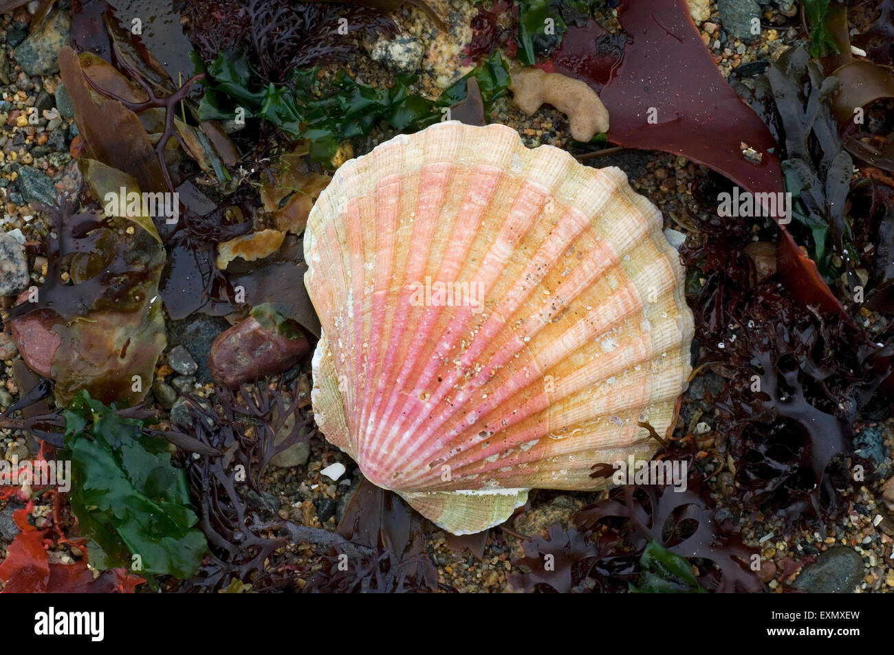 Mediterraneo pettine maggiore (Pecten jacobeus) si è incagliata tra le alghe sulla spiaggia Foto Stock