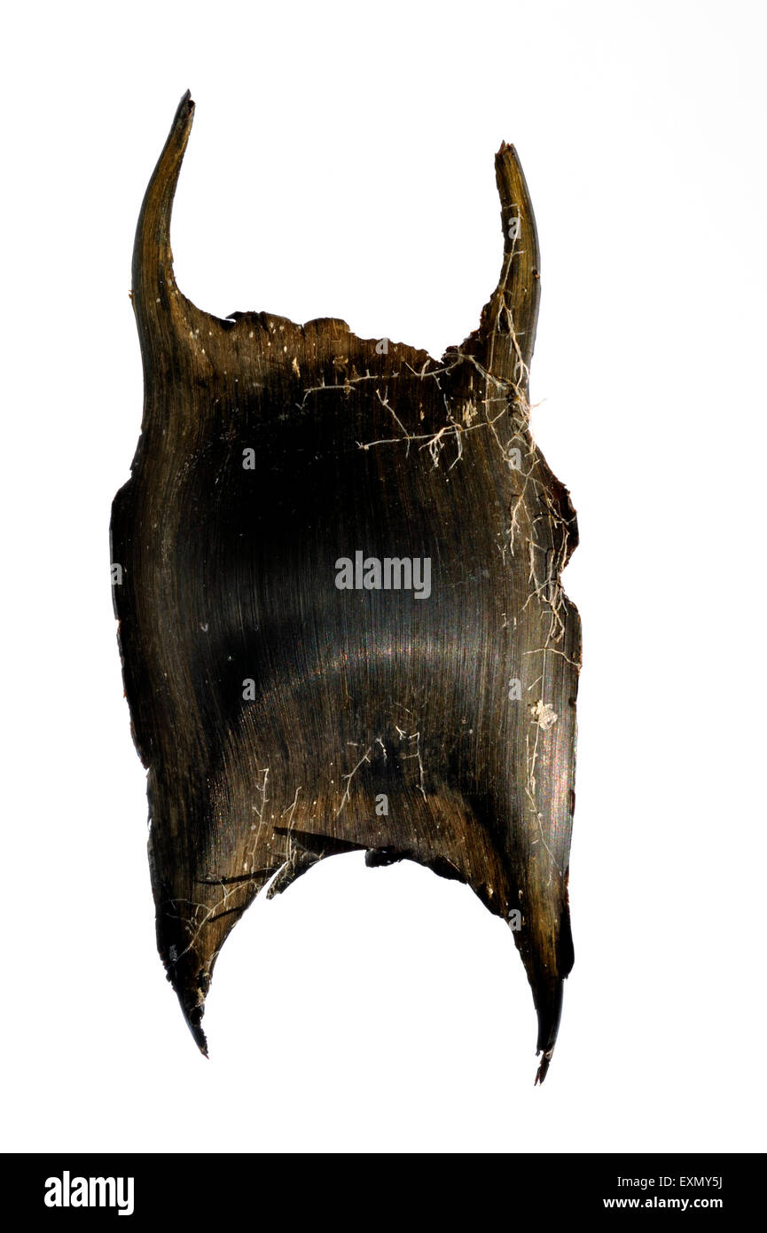 Caso di uovo / mermaid la borsa di un thornback ray / thornback skate (Raja clavata) su sfondo bianco Foto Stock