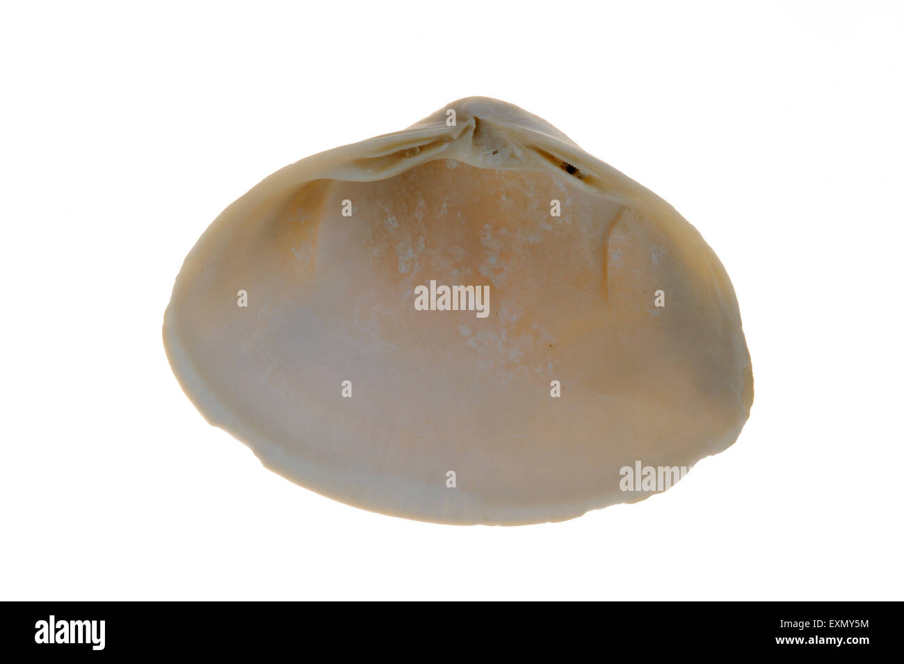 Atlantic surf clam (Spisula solida) shell su sfondo bianco Foto Stock