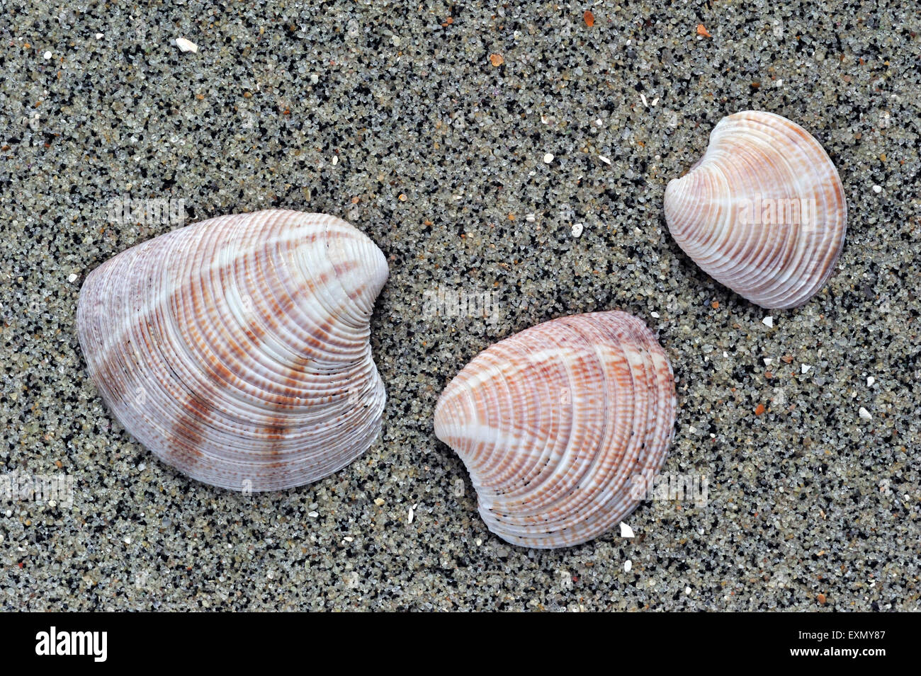 Striped Venus gusci (Chamelea striatula) lavato sulla spiaggia Foto Stock