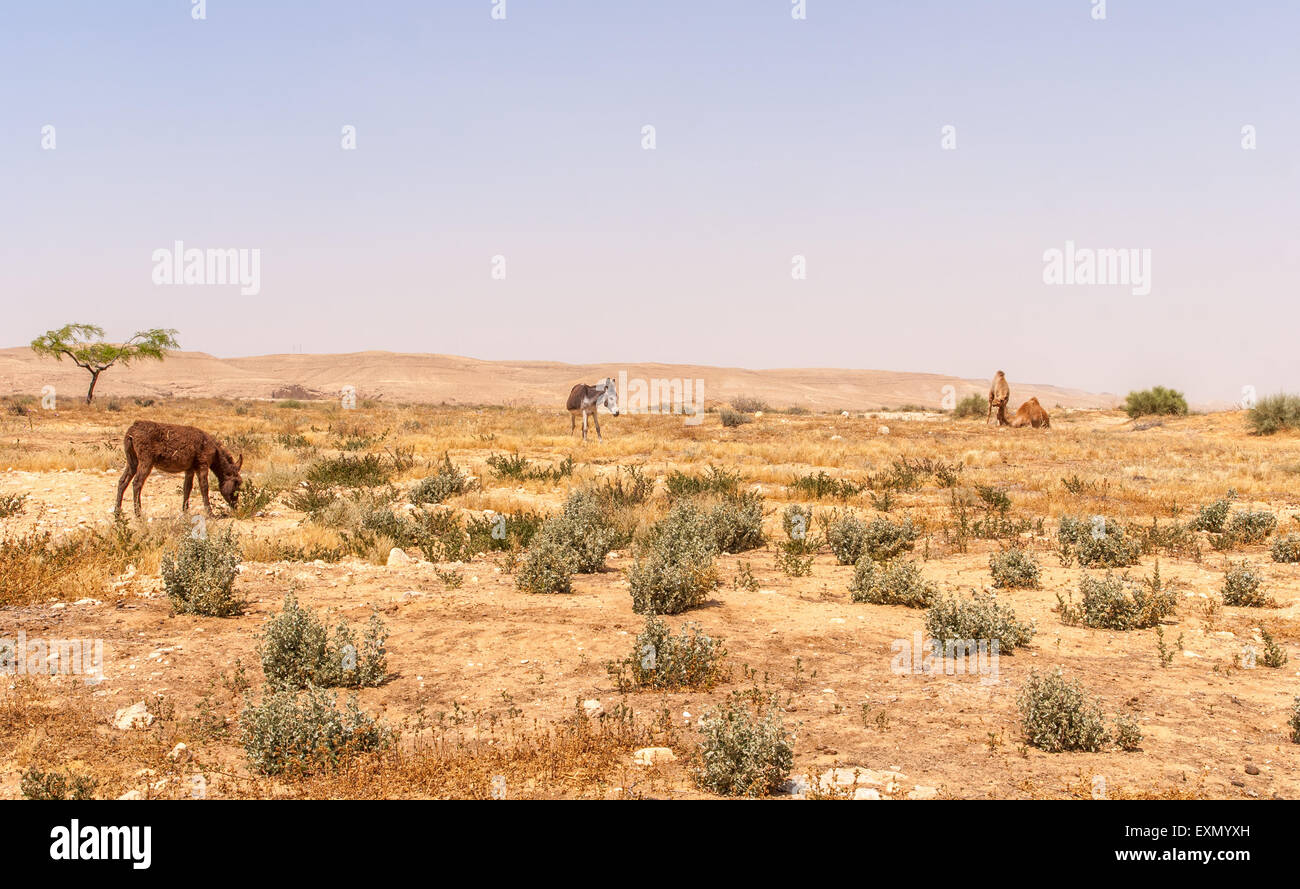 Il paesaggio del deserto in Israele nel deserto del Negev, asino e camel in background Foto Stock
