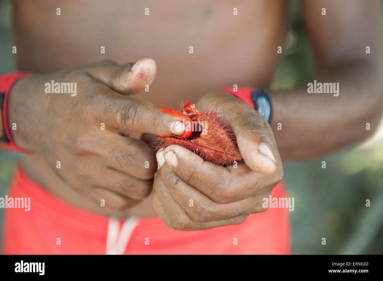 Seme Urucum pod e il colorante rosso, utilizzato come colore per body painting o i coloranti alimentari e ha proprietà medicinali, annatto. Foto Stock