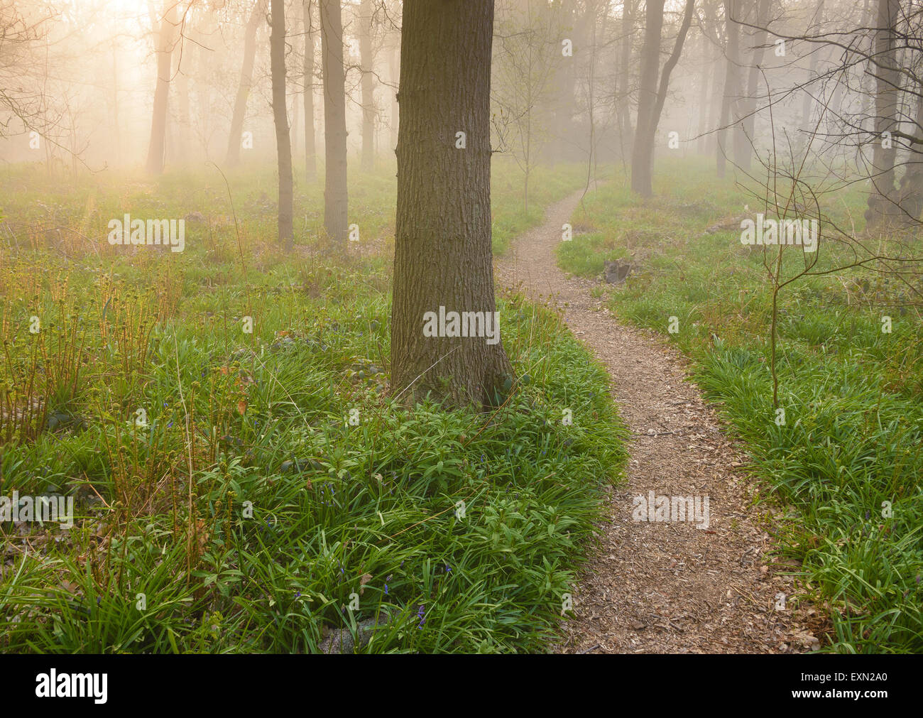 Immagine da sogno di un sentiero nella foresta durante un sunrise su una mattinata nebbiosa. Foto Stock