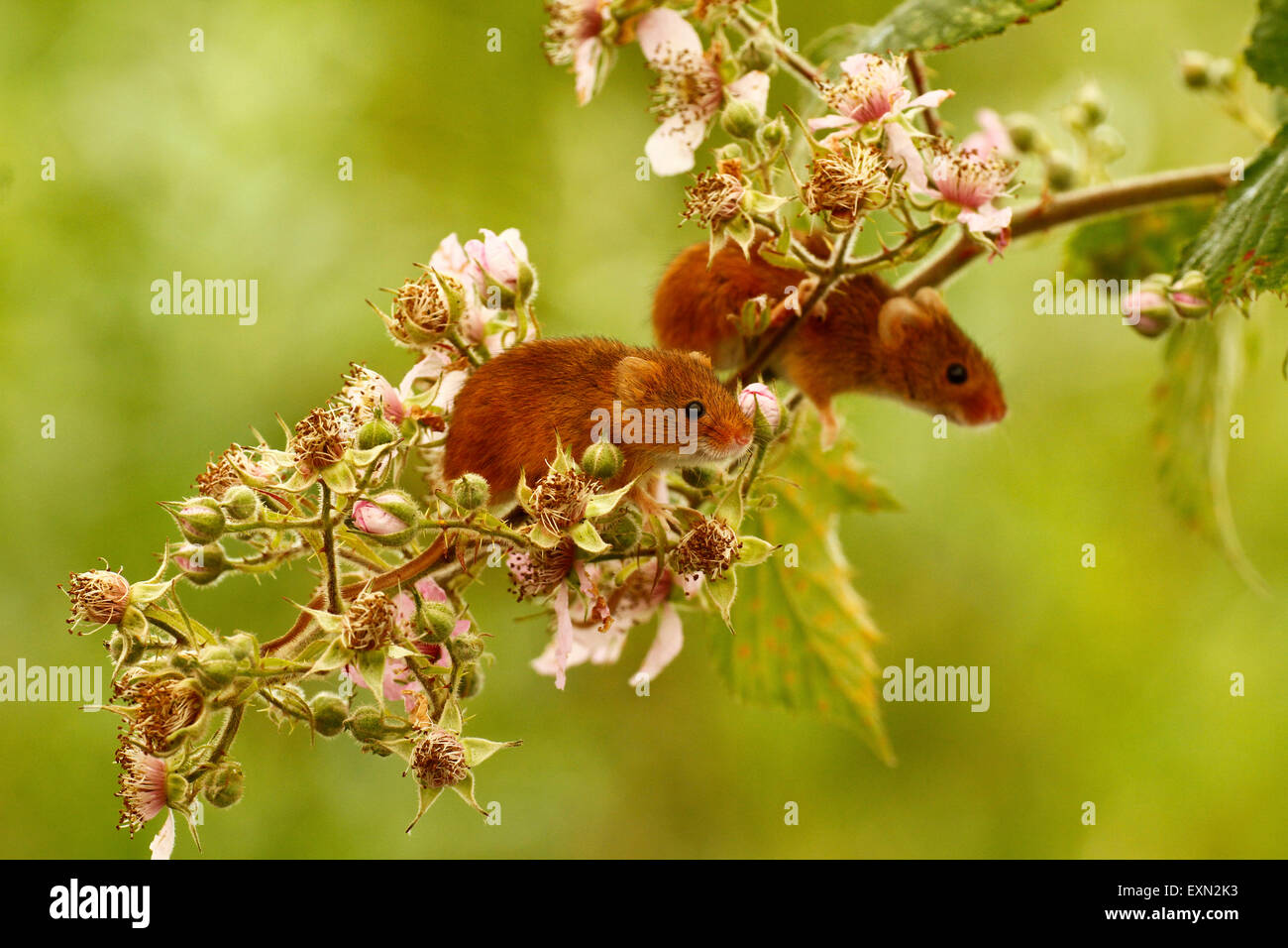 Splendido piccolo harvest topi sono molto agile piccoli animali , le loro code sono utilizzate per l'equilibrio quando arrampicata Foto Stock