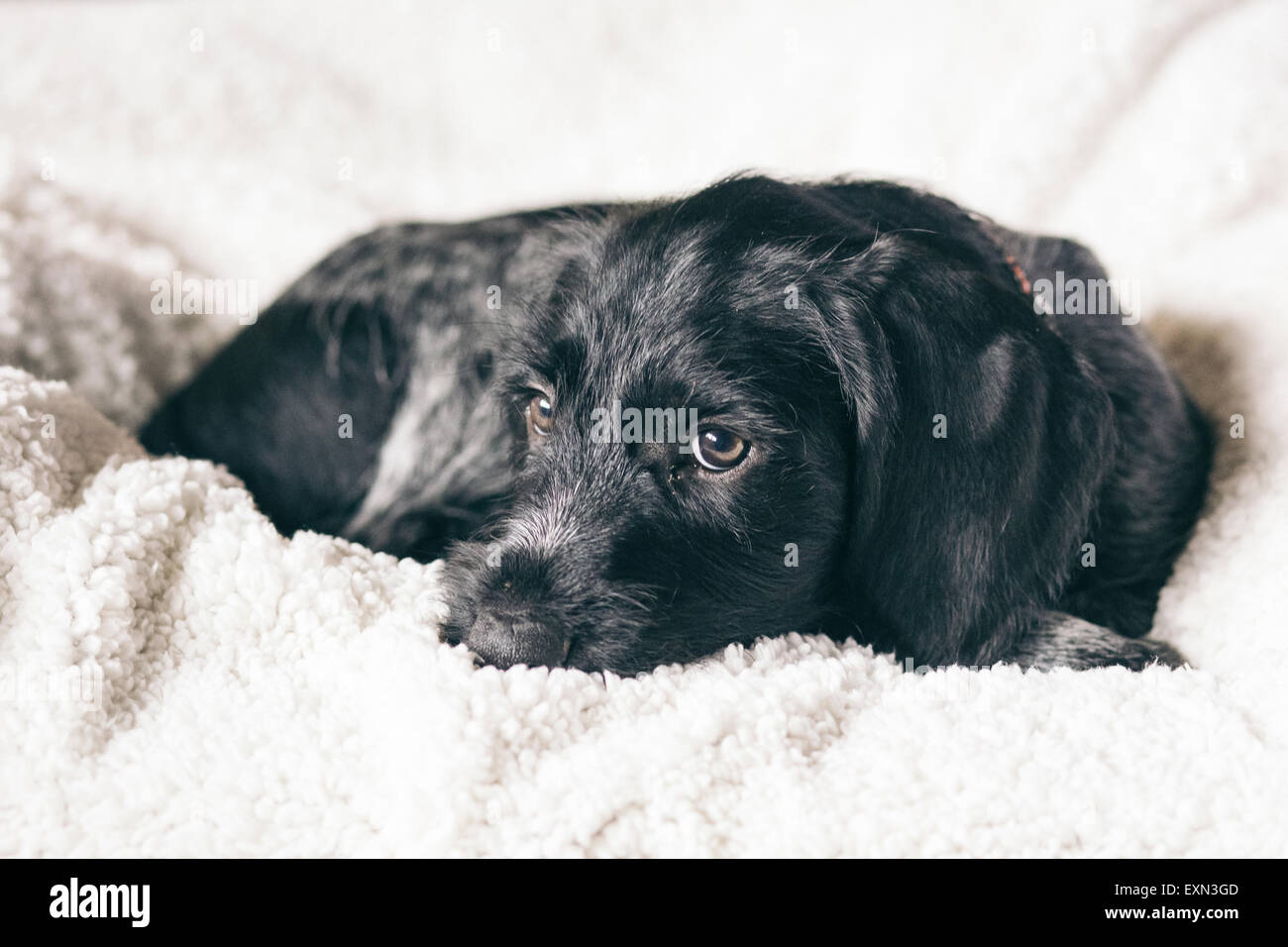 Ritratto di giovane nero e cane bianco giacente su una coperta Foto Stock