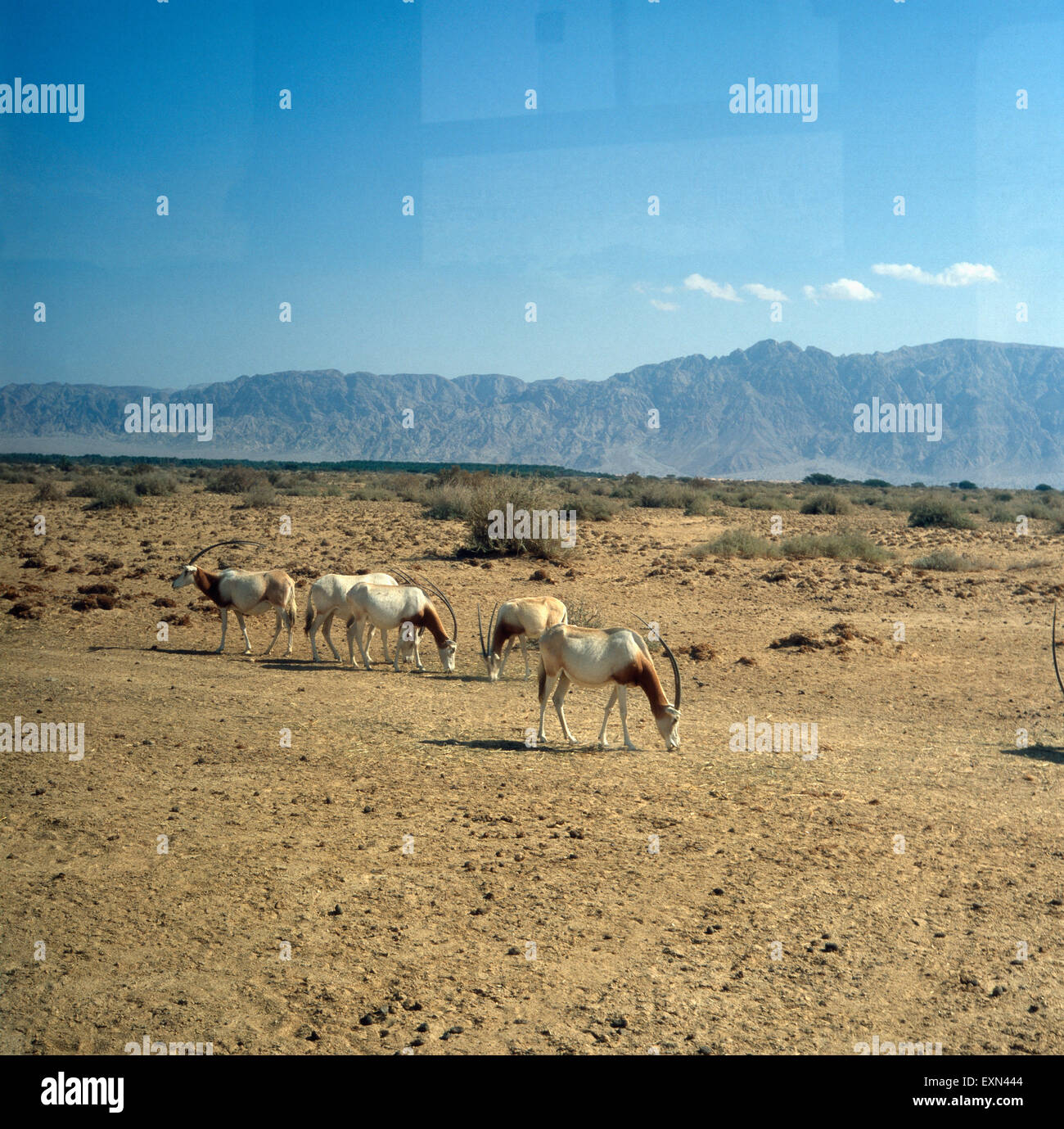 Ein Besuch des Tierparks Chai Bar Jotvata, Israele 1980er Jahre. Visitazione di Yotvata Hai-Bar Riserva Naturale, Israele degli anni ottanta. Foto Stock