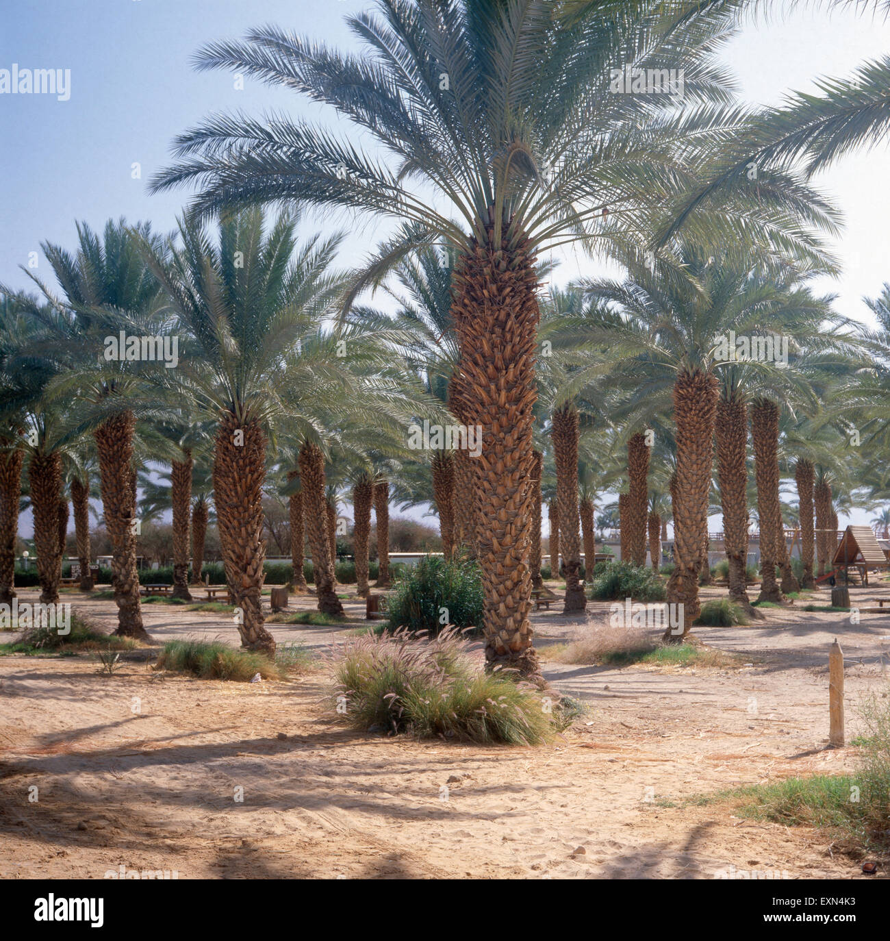 Eine Oase inmitten der Wüste Negev am Toten Meer, Kibbuz Yotrata, Israele 1980er Jahre. Un oasi nel mezzo del deserto del Negev presso il Mar Morto, Kibbuz Yotrata, Israele degli anni ottanta. Foto Stock