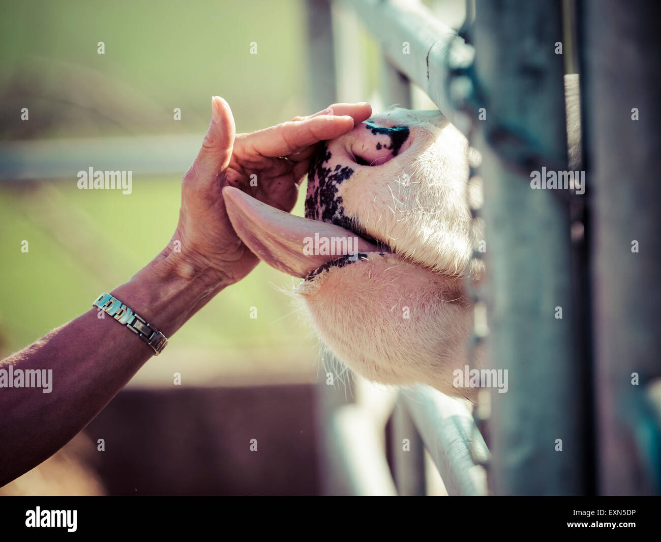 Vacca donna leccare la mano Foto Stock