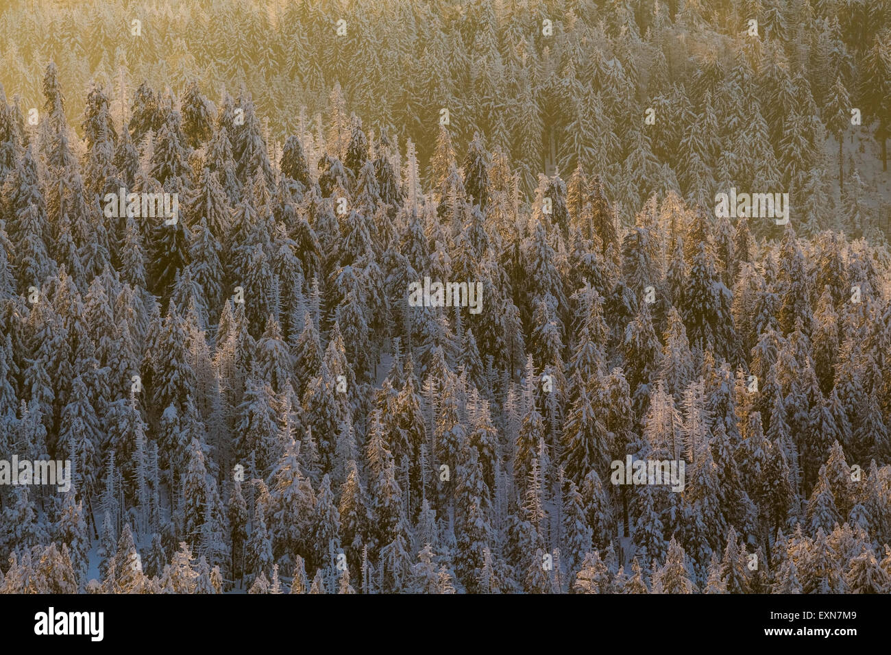 Germania, Sassonia-Anhalt, Parco Nazionale di Harz, la foresta di conifere nella luce della sera Foto Stock