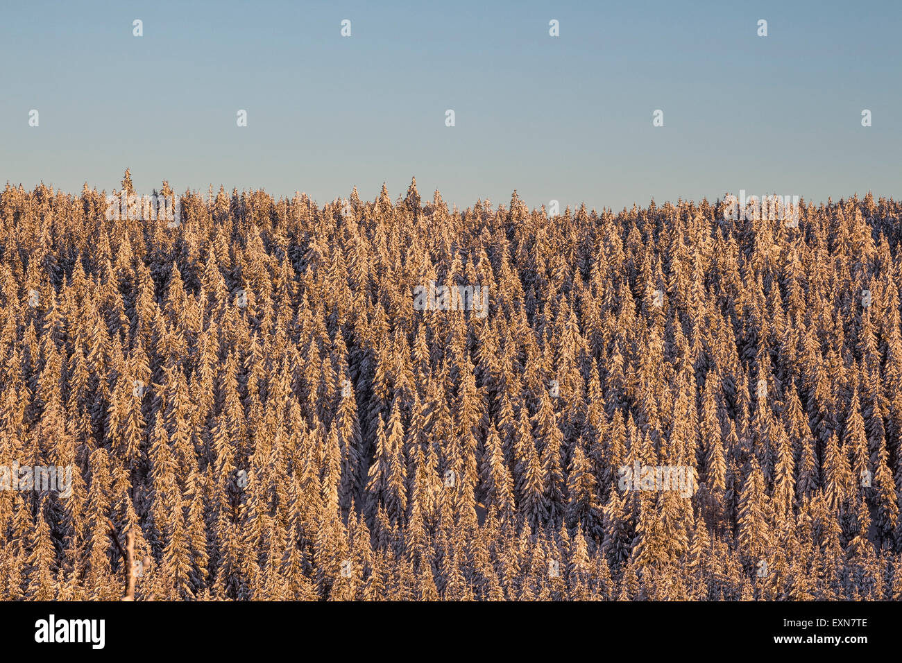 Germania, Sassonia-Anhalt, Parco Nazionale di Harz, il paesaggio in inverno Foto Stock