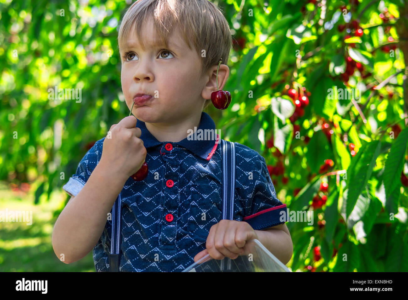 Little Boy di picking e di mangiare le ciliegie Foto Stock
