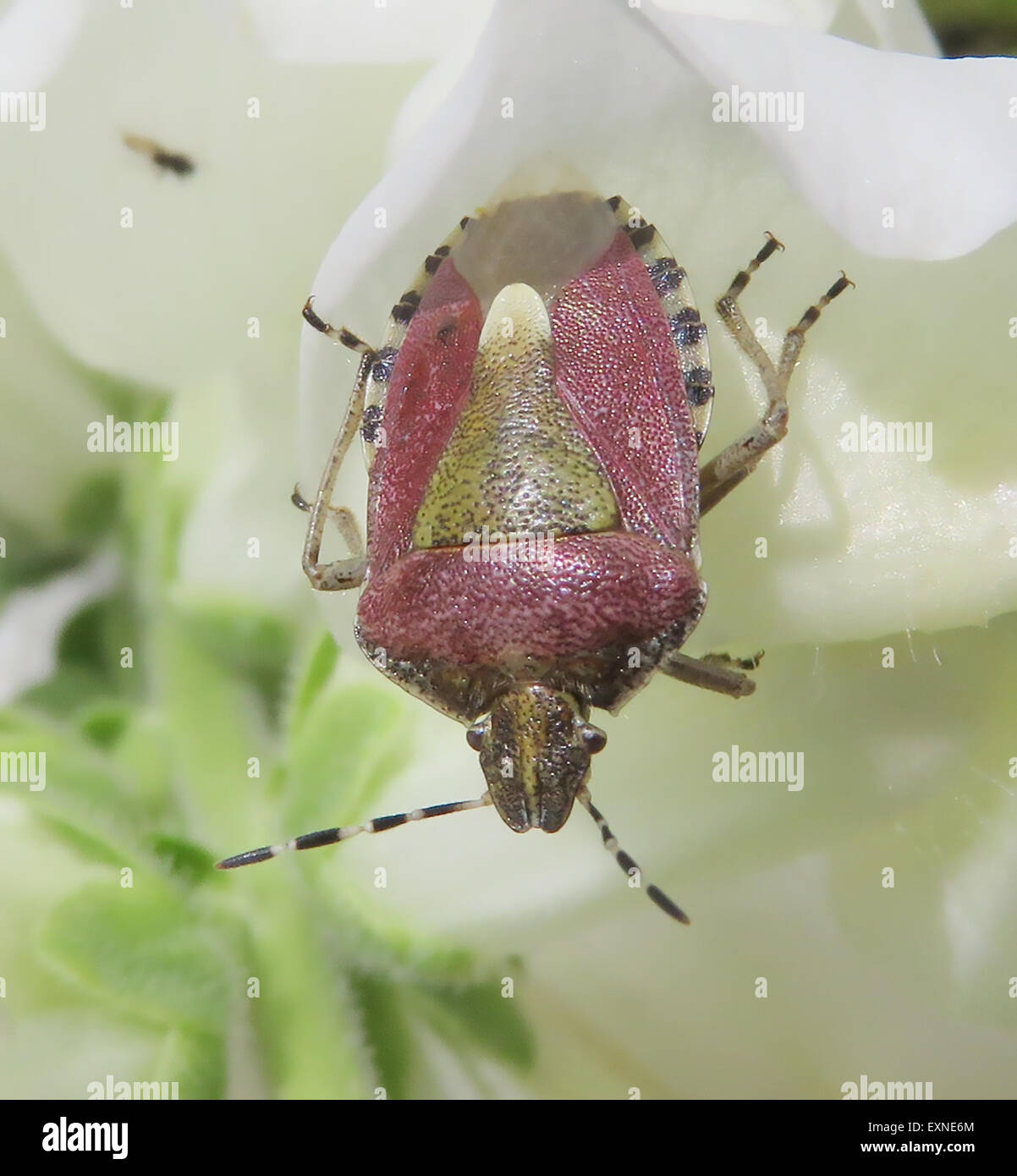 Biancospino scudo BUG Acanthosoma haemorrhoidale. Foto Tony Gale Foto Stock