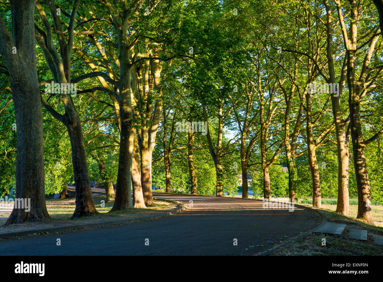 Curvato viale alberato a Chateau de Chambord, Loir-et-Cher, Centre, Francia Foto Stock