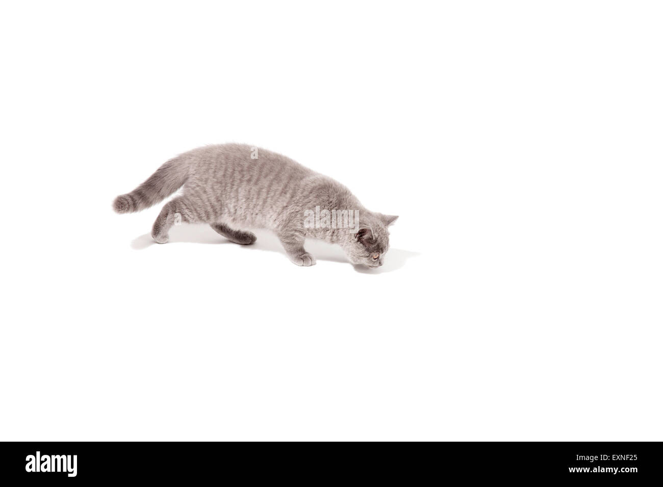 Ritratto di angry British short-capelli cat su sfondo bianco Foto Stock