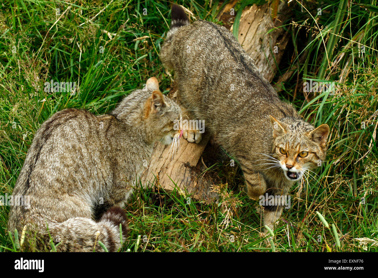 Scottish gatti selvatici, la madre e la figlia in una fitta zona boscosa, nota la loro striped cappotti & spessa coda folta con una testa larga. Foto Stock
