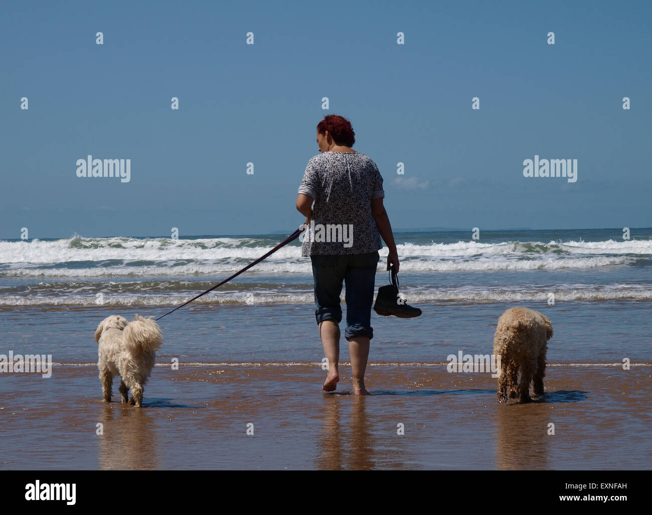 La donna e i cani paddling in mare a Woolacombe, Devon, Regno Unito Foto Stock