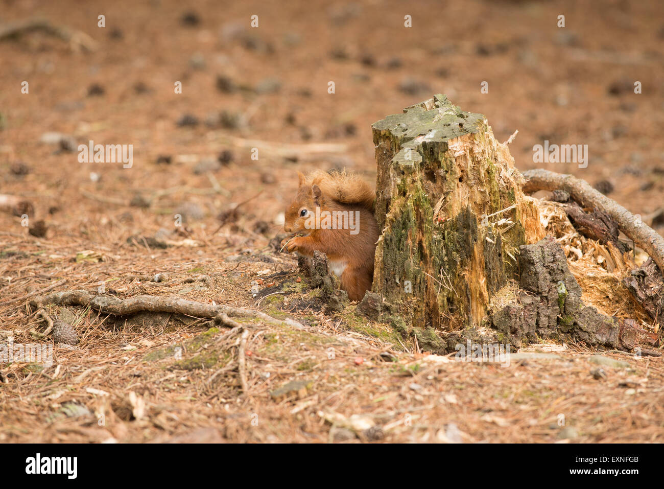 Scoiattolo rosso,scoiattolo, fauna selvatica, marrone, rosso, occhio, pelliccia, grazioso, roditori, di natura, mammifero, coda, foresta, cercando, selvatici, animale, di bellezza Foto Stock