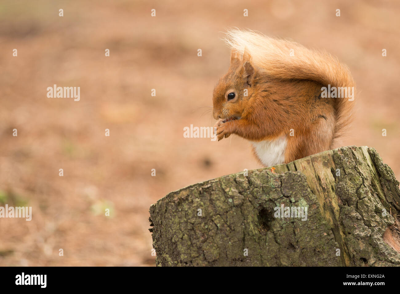 Scoiattolo rosso,scoiattolo, fauna selvatica, marrone, rosso, occhio, pelliccia, grazioso, roditori, di natura, mammifero, coda, foresta, cercando, selvatici, animale, di bellezza Foto Stock