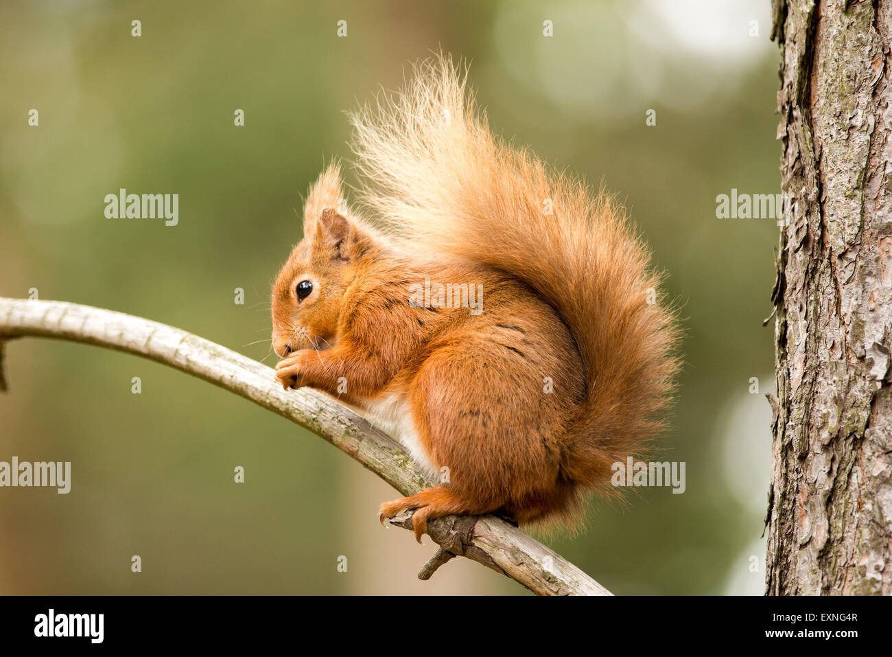 Scoiattolo rosso,scoiattolo, fauna selvatica, marrone, rosso, occhio, pelliccia, grazioso, roditori, di natura, mammifero, coda, foresta, cercando, selvatici, animale, di bellezza Foto Stock