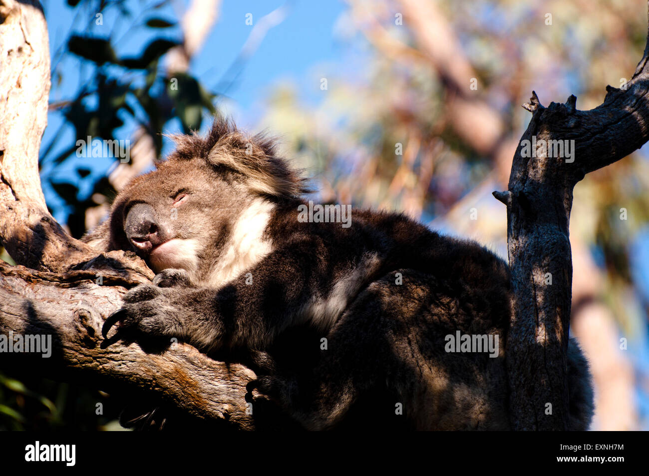Sleeping Koala - Parco Nazionale di Yanchep - Australia Foto Stock